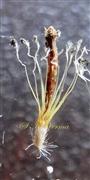  Inner florets